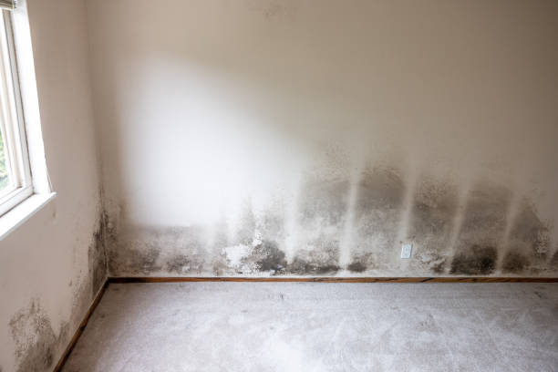 Best Comprehensive Air Testing for Mold Contaminants  in Waldpt, OR